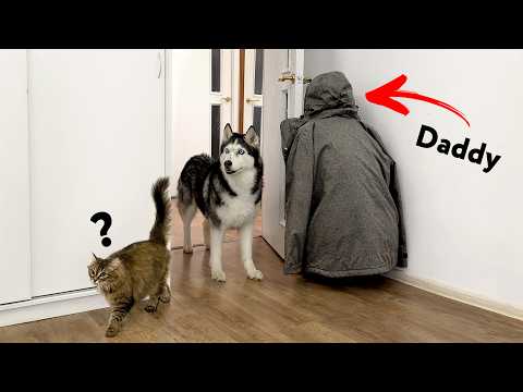 Видео: Прятки от собак и кошек на виду | Симпатичный хаски ищет хозяина