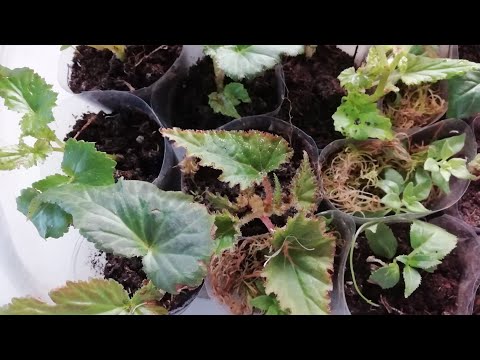 Видео: Метод укоренения черенков. В  воде, земле, таблетке, торфе