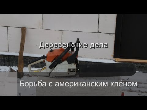 Видео: Борьба с американским кленом