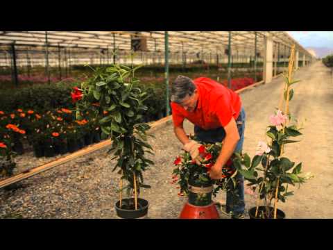 Видео: Как обрезать мандевиллу: садовая грамотность