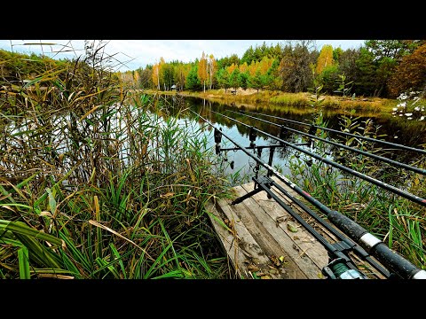 Видео: Не очікував такого клювання восени.