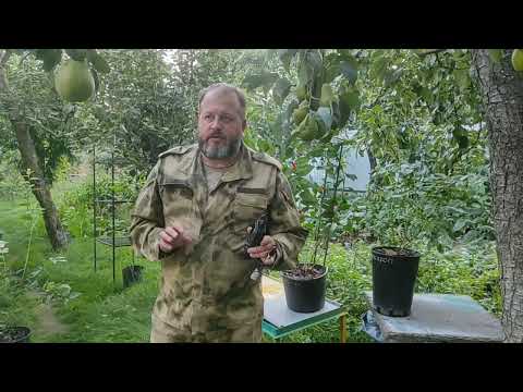 Видео: Как вырастить голубику. Кислый торф. Приборы для измерения PH и PPM.