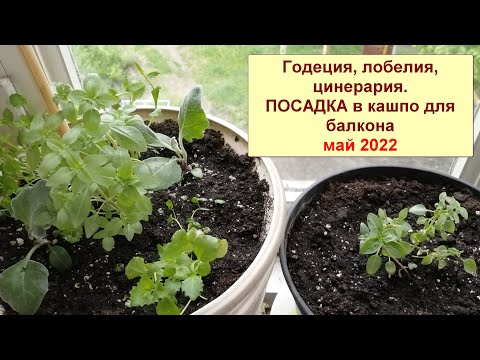 Видео: Годеция, лобелия, цинерария. Посадка в кашпо для балкона комбинированная и монопосадка годеции.