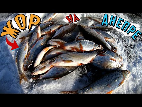 Видео: Попал на Раздачу Плотвы на Днепре!