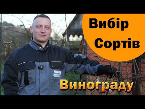 Видео: Вибір сорту винограду. Урожайні сорти. Виноград з незначним доглядом