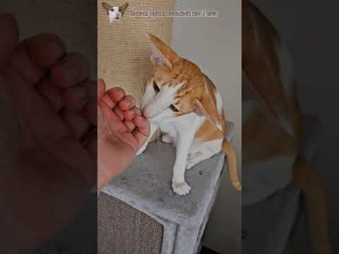 Видео: День уборки и истерик☺️😹 #cat #funny #comedy