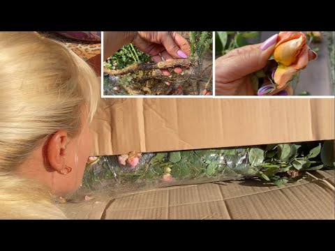 Видео: ✅Замовила ТРОЯНДИ🌹Розпаковка🥀Як посадити троянди з відкритою кореневою