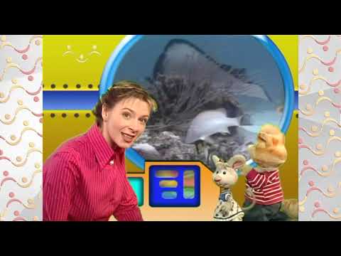 Видео: Шишкин Лес.  Карибское море