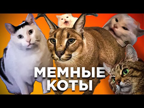 Видео: Что стало с котами из мемов?