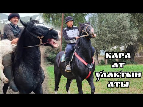 Видео: Соорундары бар кара кашка Араванда🔥20 сентября 2025 г.