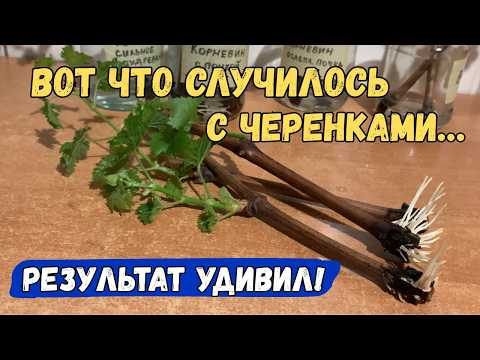 Видео: ЖАЛЕЮ, что не УКОРЕНЯЛА так! Теперь саженцы ВИНОГРАДА крепкие и ПРИЖИВАЮТСЯ!