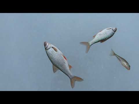 Видео: Чудское Озеро 24.02.2024. Смольница. Плотва и Бонусный Окунь на 600 гр.