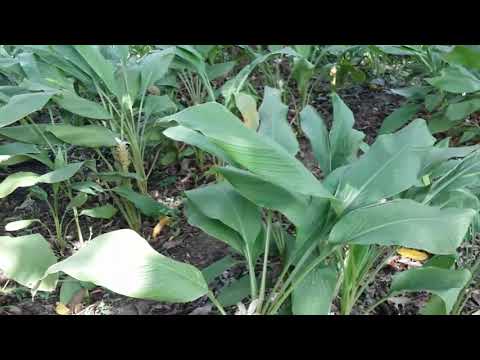 Видео: Как растет куркума. Плантация В манговом саду.