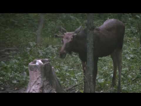 Видео: Лось на солонце 25 07 2020