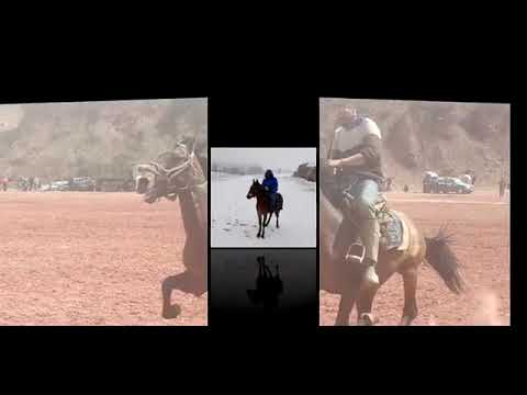 Видео: 🐎🐎Муло ###човандоз### аз .Н. Рашт . Д. Нимич🐎🐎