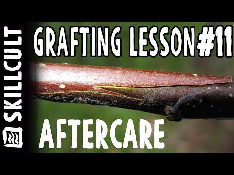 Видео: Урок по прививке №11: Что делать после приживления прививки