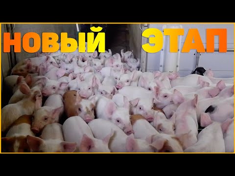 Видео: РАБОТА НА СВИНОФЕРМЕ. ДАНИЯ. ПРИВЕЗЛИ СВИНЕЙ 6-КГ