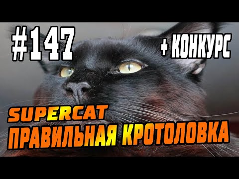 Видео: #147 Кротоловка SuperCat Vole Trap, Кот Фёдор - реальный отзыв, инструкции, советы!