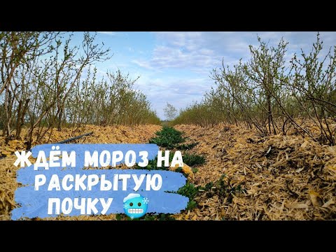 Видео: Опять заморозки в РБ