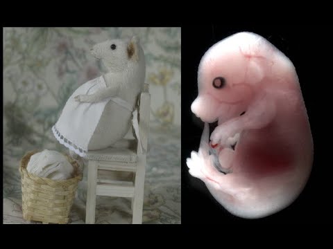 Видео: ВСЁ о БЕРЕМЕННОСТИ МЫШИ I Чем кормить беременную мышь?