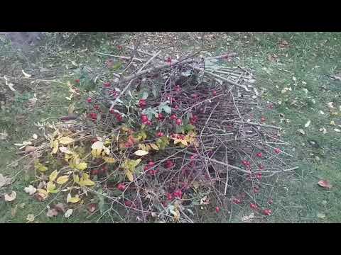 Видео: Обрізаю ТРОЯНДУ і ШИПШИНУ . І навіть де що викопаю. Чому так?
