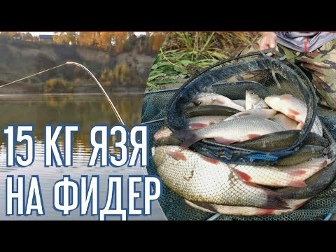 Видео: Фидер на сильном течении. Поклевки ЯЗЯ. Рыбалка 2022