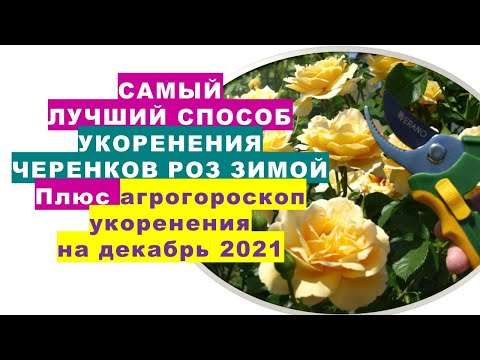 Видео: Самый лучший способ укоренения черенков роз зимой. Агрогороскоп  укоренения черенков в декабре 2021