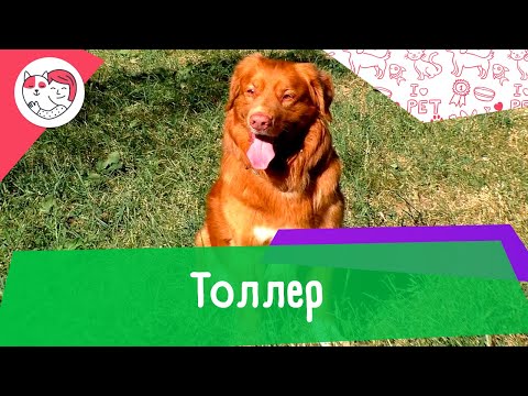 Видео: Толлер. Особенности. Уход