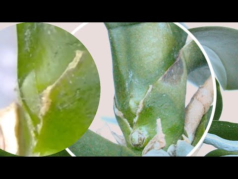 Видео: орхидеи ПОСЛЕ ЭТОГО цветут ДОЛГО! полив, если орхидеи НЕ ХОТЯТ ЦВЕСТИ, а корни НЕ ГНИЮТ!