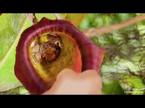 Видео: Savolu javob ~90~ Ҳоҷи Мирзо