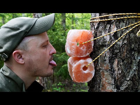 Видео: Солевой лизунец для лося. Кабаны сходят с ума от селедки. Охота на фотоловушки. Подвесной солонец