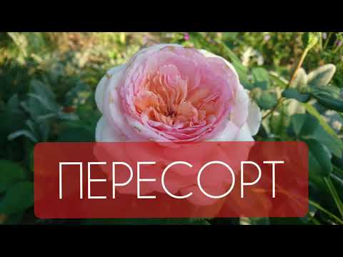 Видео: Скандальное розоводство : что такое пересорт и как с ним бороться?