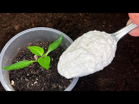 Видео: Никогда Не Сажайте Перец и Томаты Без Этого! Бабушка Всегда Добавляет Это в Грунт! Крепкая Рассада!