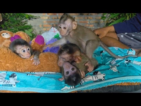 Видео: ЧТО ПРОИСХОДИТ СО ВСЕМИ ЭТИМИ НЕСЧАСТНЫМИ ДЕТЕНЫШАМИ ОБЕЗЬЯНОК, КОГДА ОНИ ВЫРАСТАЮТ?