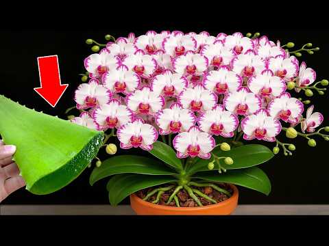 Видео: 🌸Только алоэ вера! Орхидея внезапно укоренилась и расцвела на 600% пышнее.