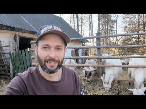Видео: Хочу зарабатывать на видео, весна в деревне, козы, козлята, сено