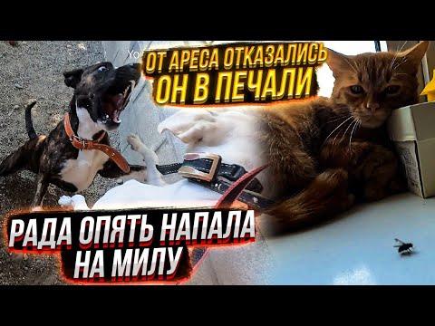Видео: День  Милы! Что я нашла в Канаве?😱 Позвонила в 112. Скорая,полиция.