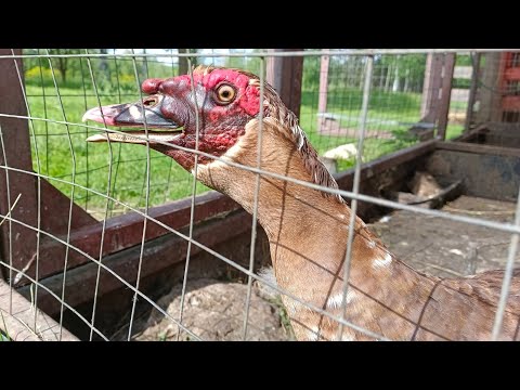 Видео: Новая птица в хозяйстве!🦉Индоутка подвела🤷Делюсь планами🚗