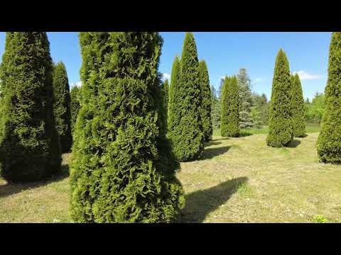 Видео: Нарочанский дендрологический сад, 4K