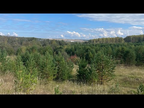Видео: СЕЗОН ГРИБОВ В РАЗГАРЕ/ СЕНТЯБРЬ НА УРАЛЕ