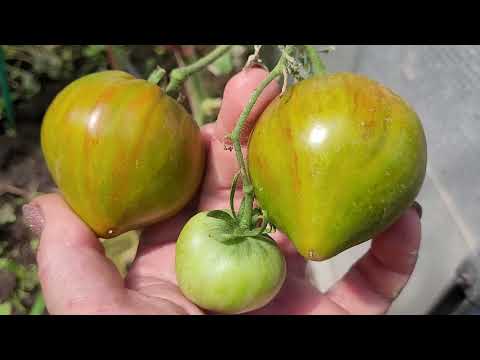 Видео: Обзор сортов томатов моей селекции.Сезон 2025г.
