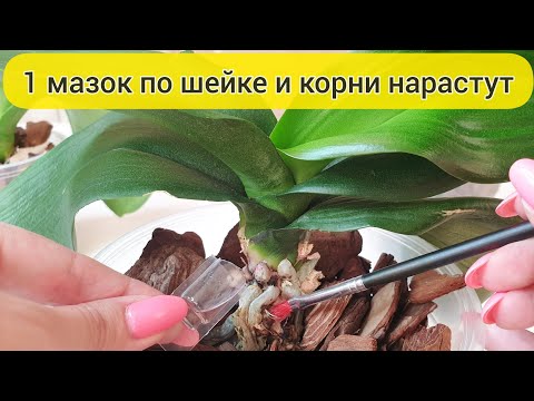 Видео: 1 капля и НАРАСТИТЬ КОРНИ у орхидеи легко // У орхидеи мало корней