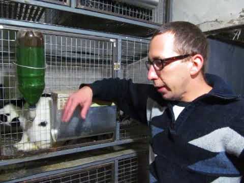 Видео: Помесь Строкача,сравнение что лучше чистый НПВ или помесь?