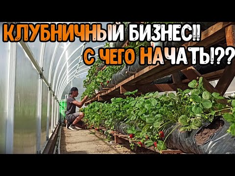 Видео: Клубника с НУЛЯ!! С чего НАЧАТЬ!? Мой ОПЫТ//