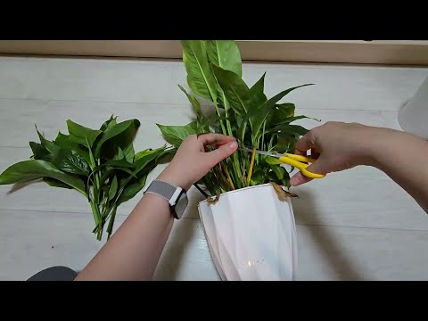 Видео: ЖАЛЕЮ, что РАНЬШЕ так не выращивала СПАТИФИЛЛУМ, самый бюджетный способ получить пышный куст