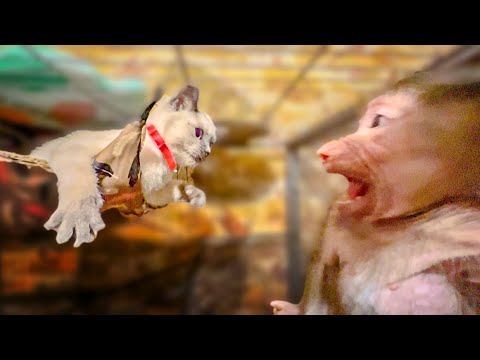 Видео: Кот Басик ПРОСТО ВЫЖИЛ Степашку из собственного гамака и вольера(((