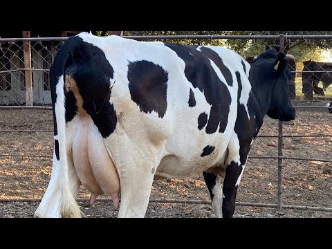 Видео: 14 литр / Сүтті сиыр / 4 тума / 650 000₸ / 10 күн бұрын туған / +7 775 081 9699