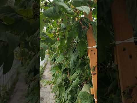 Видео: Голубика, малина . 04.09 - 30.09.2025
