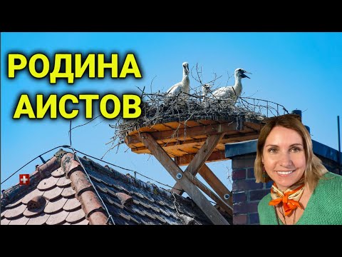 Видео: Винная дорога Эльзас| где провести выходной гурмана