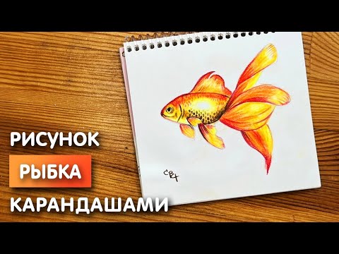 Видео: Как нарисовать золотую рыбку цветными карандашами | Рисунок поэтапно для детей